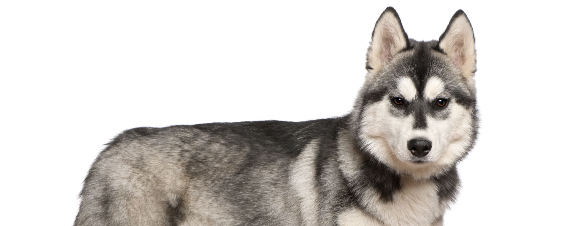 Лептоспироз у собак - симптомы и лечение